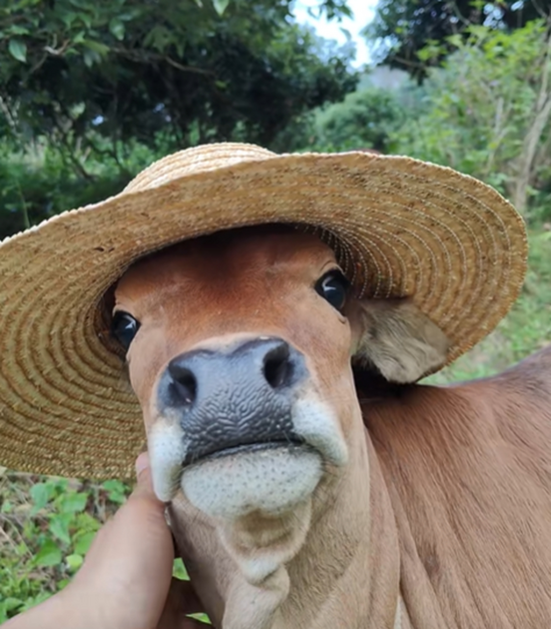 自带空调的帽子,给小黄牛带一下
