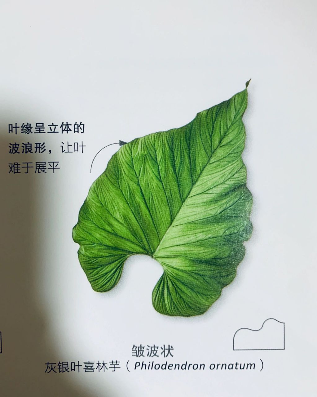 观"缘"辨叶——叶缘形状分类,叶的边缘叫作叶缘,是可用于鉴定植物种类