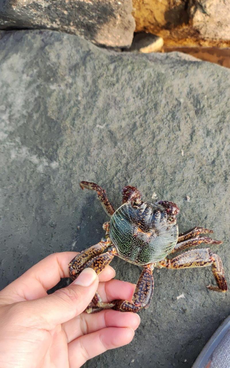 第一次来到海边时,螃蟹真的可以生吃吗?