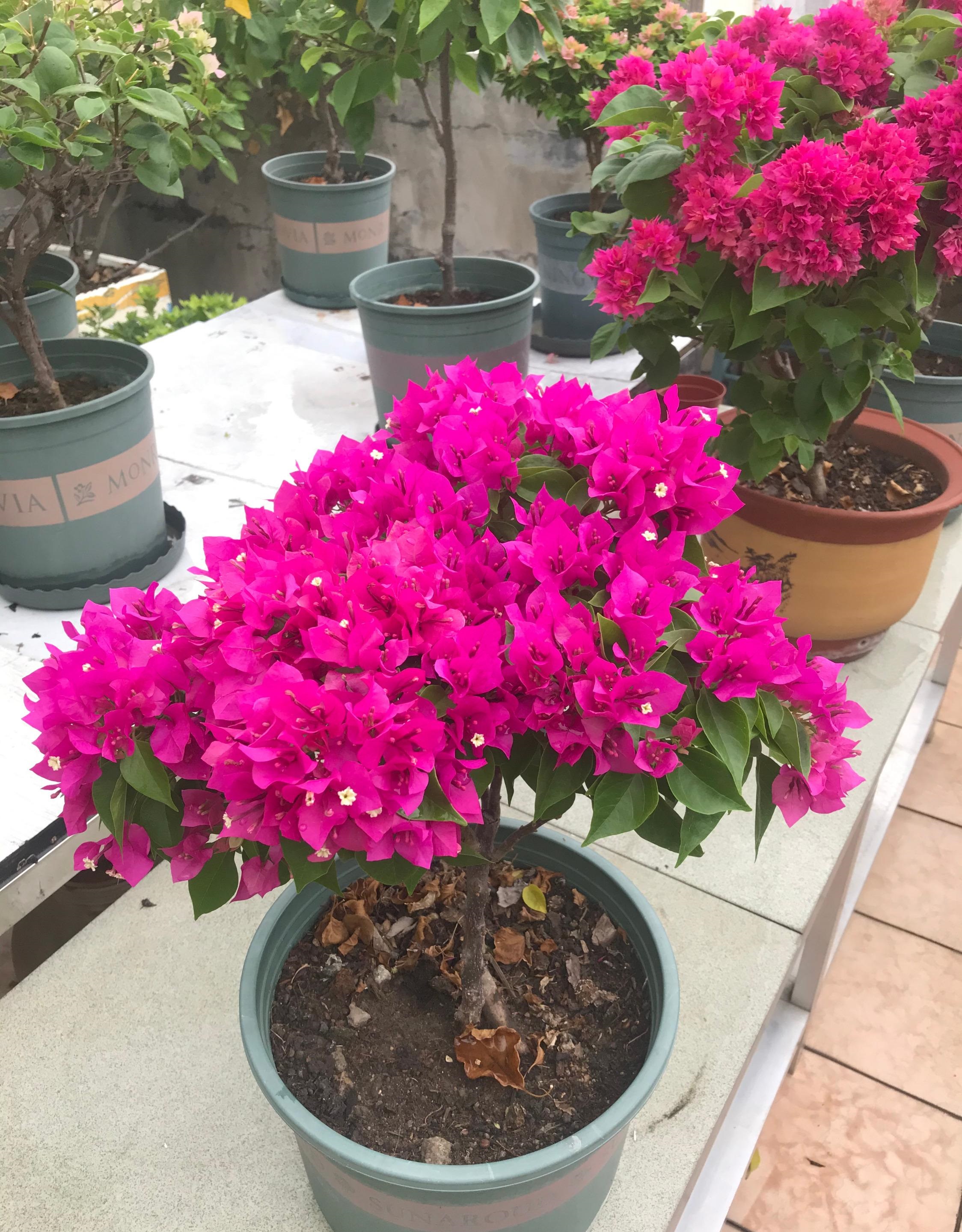 三角梅菲菲娜紫(图1~7)和菲菲娜白(8~9),都是维拉系列,植株低矮紧凑