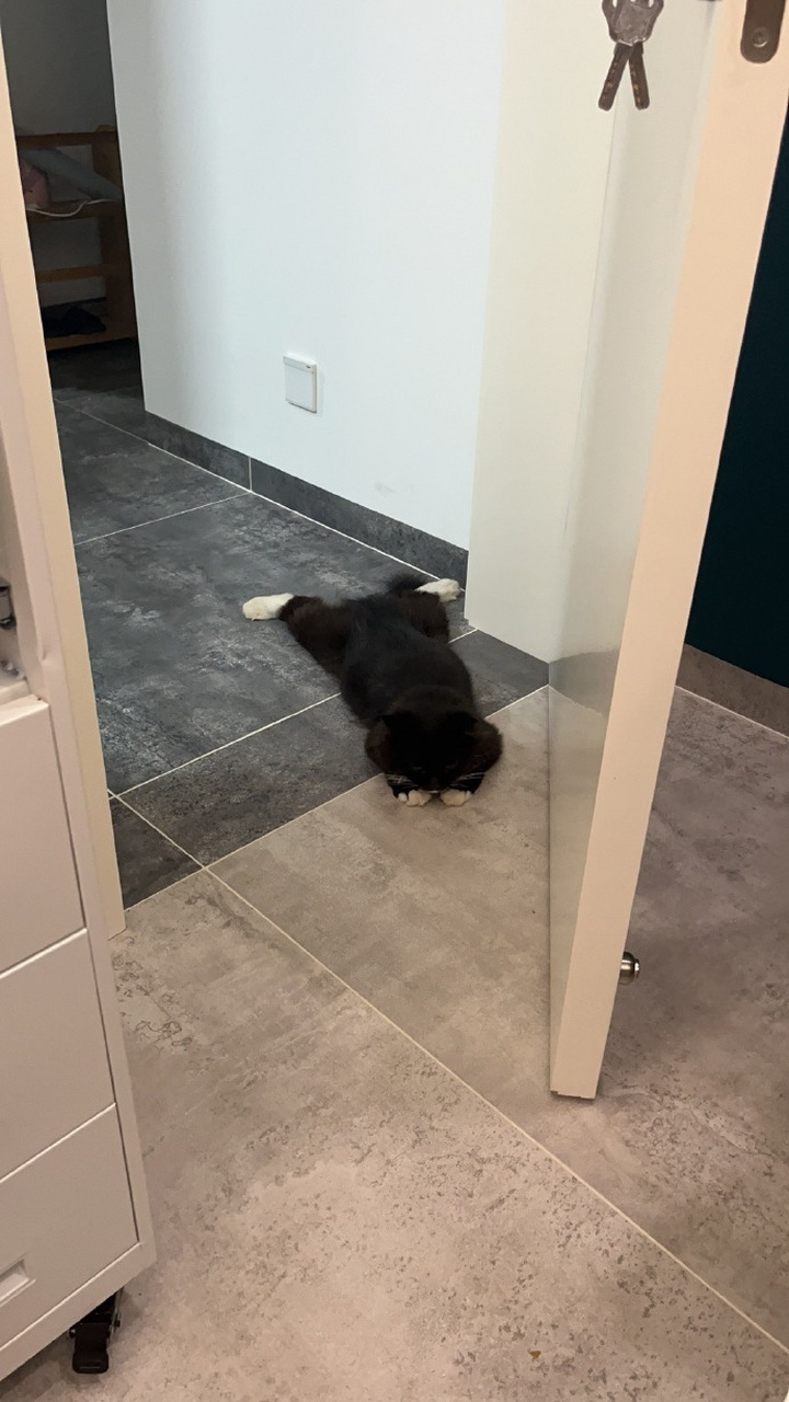 五体投地,它今天扮演狗,哈哈哈 #恶搞搞笑#  #趣图分享#  #养猫这一