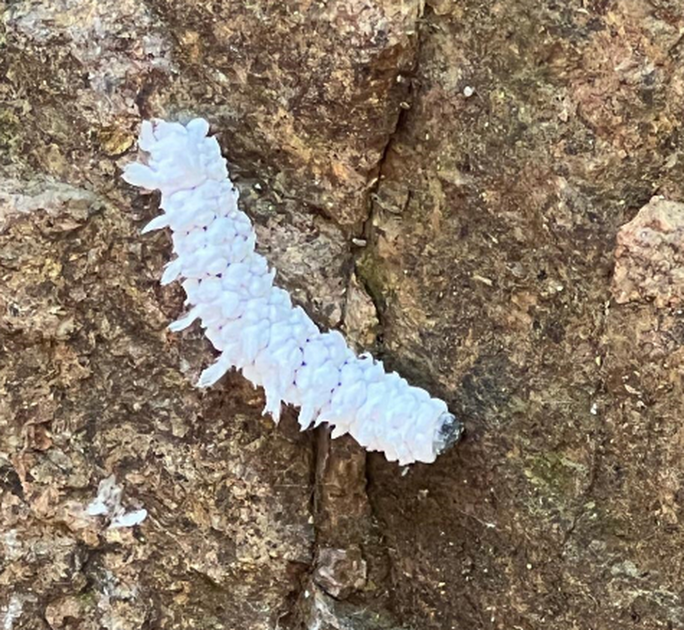 这不是电视剧的雪蚕,食之可涨百年功力