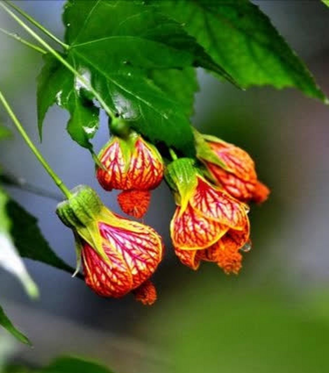 分享图片:像灯笼的金铃花    金铃花色彩鲜艳,花形可爱,形似灯笼,又似