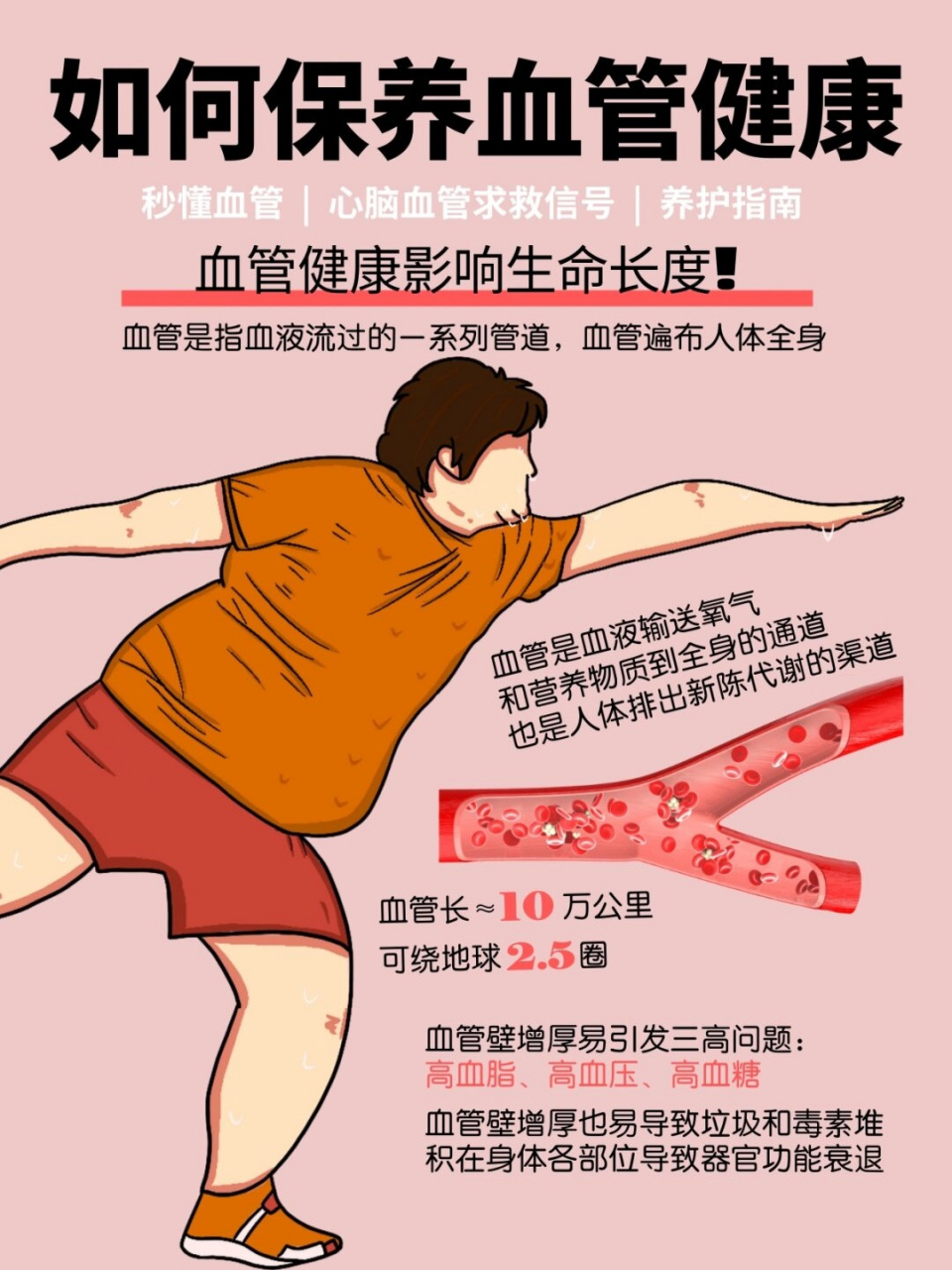 5圈,是人体血液输送氧气和营养物质到全身的通道,也是排出新陈代谢