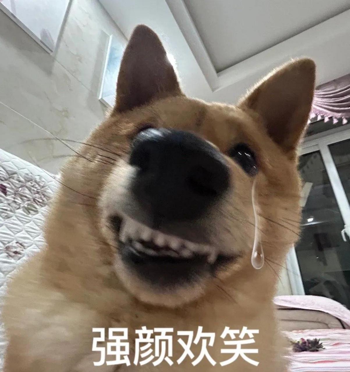 疯狂的狗狗表情包