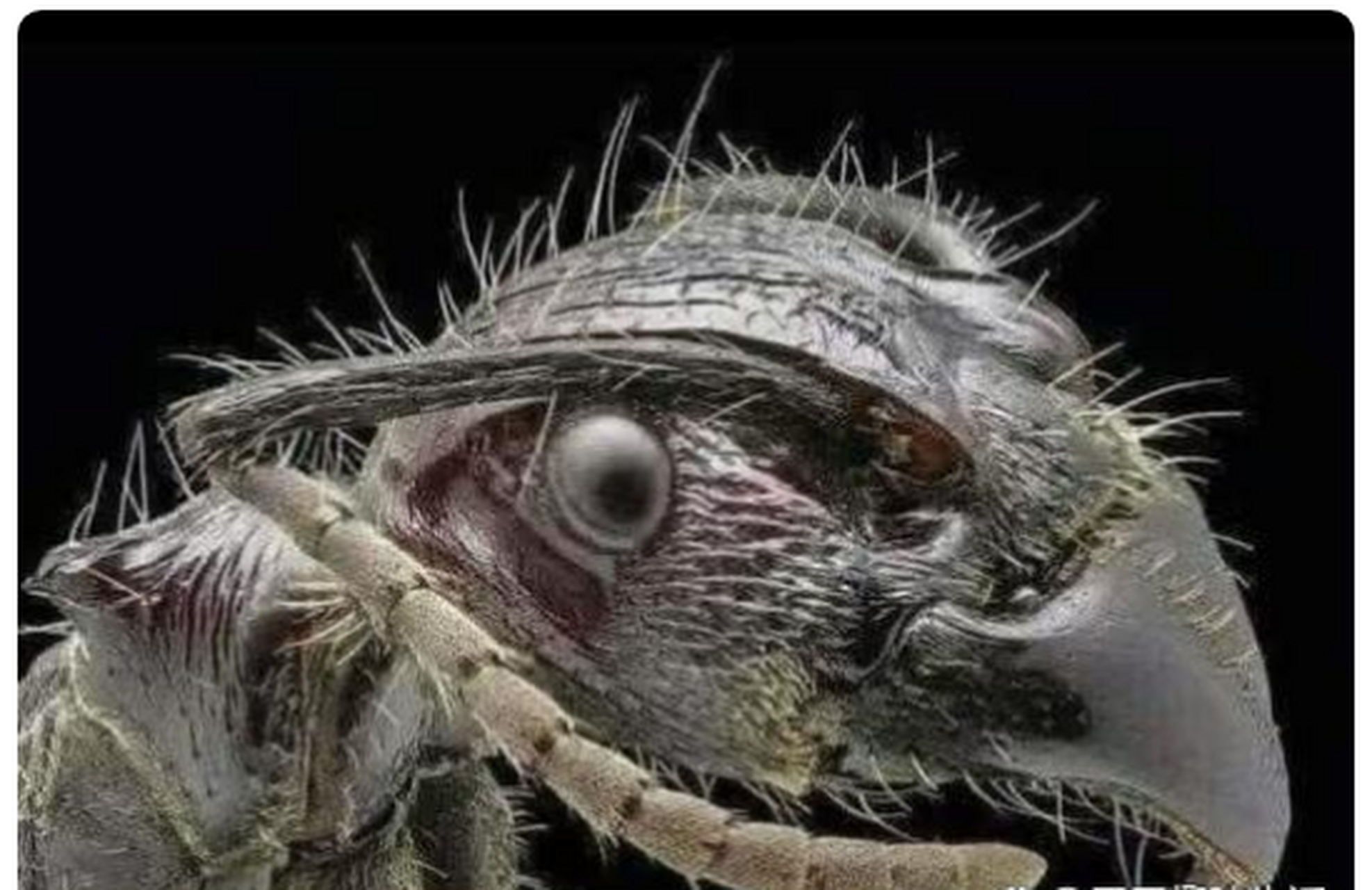 蚂蚁放大100 倍是什么样的.