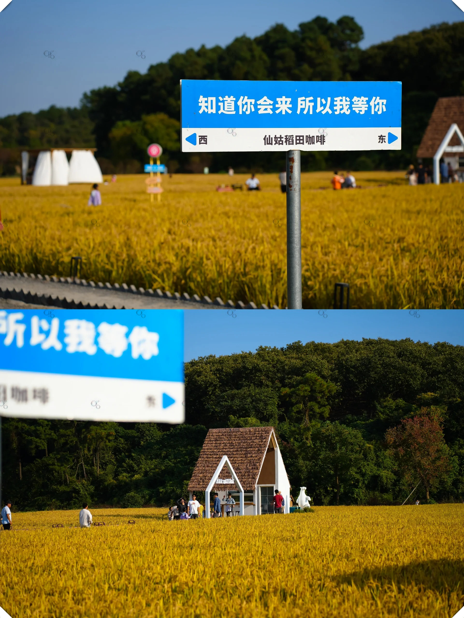 秋日童话稻田仙姑村等你来探索