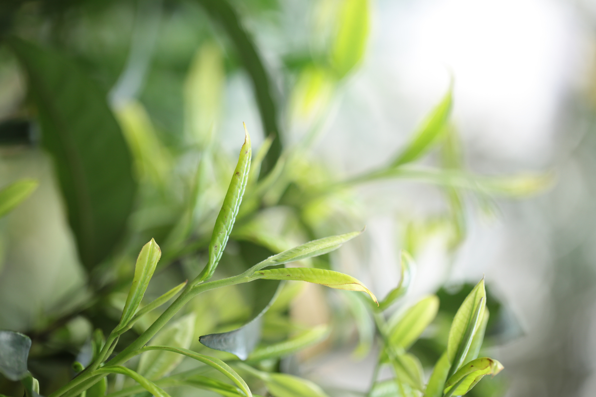 茶叶取名趣味知识——狗牯脑茶  狗牯脑茶是江西省珍贵名茶之一,产于