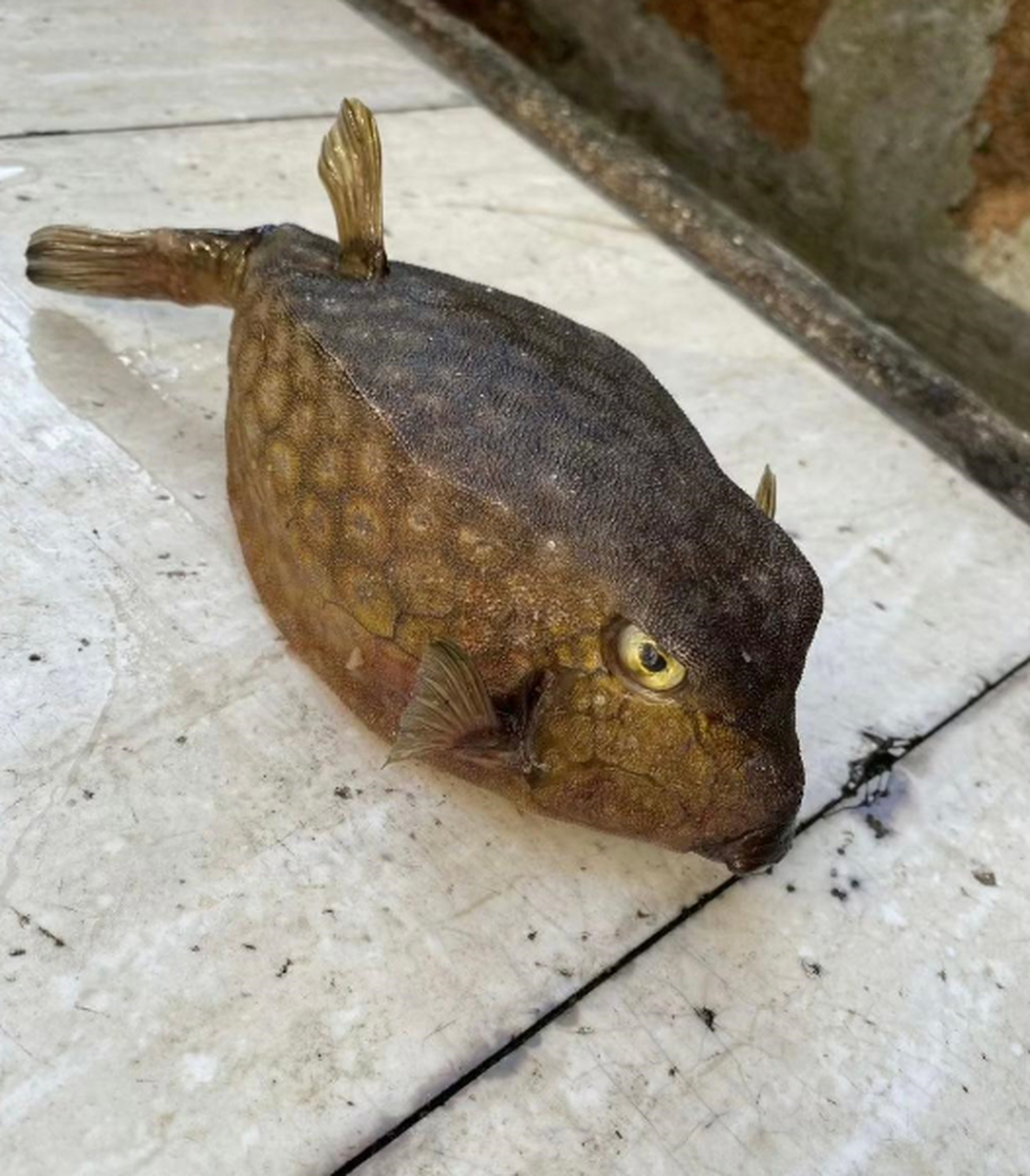 这是什么鱼?方块鱼?