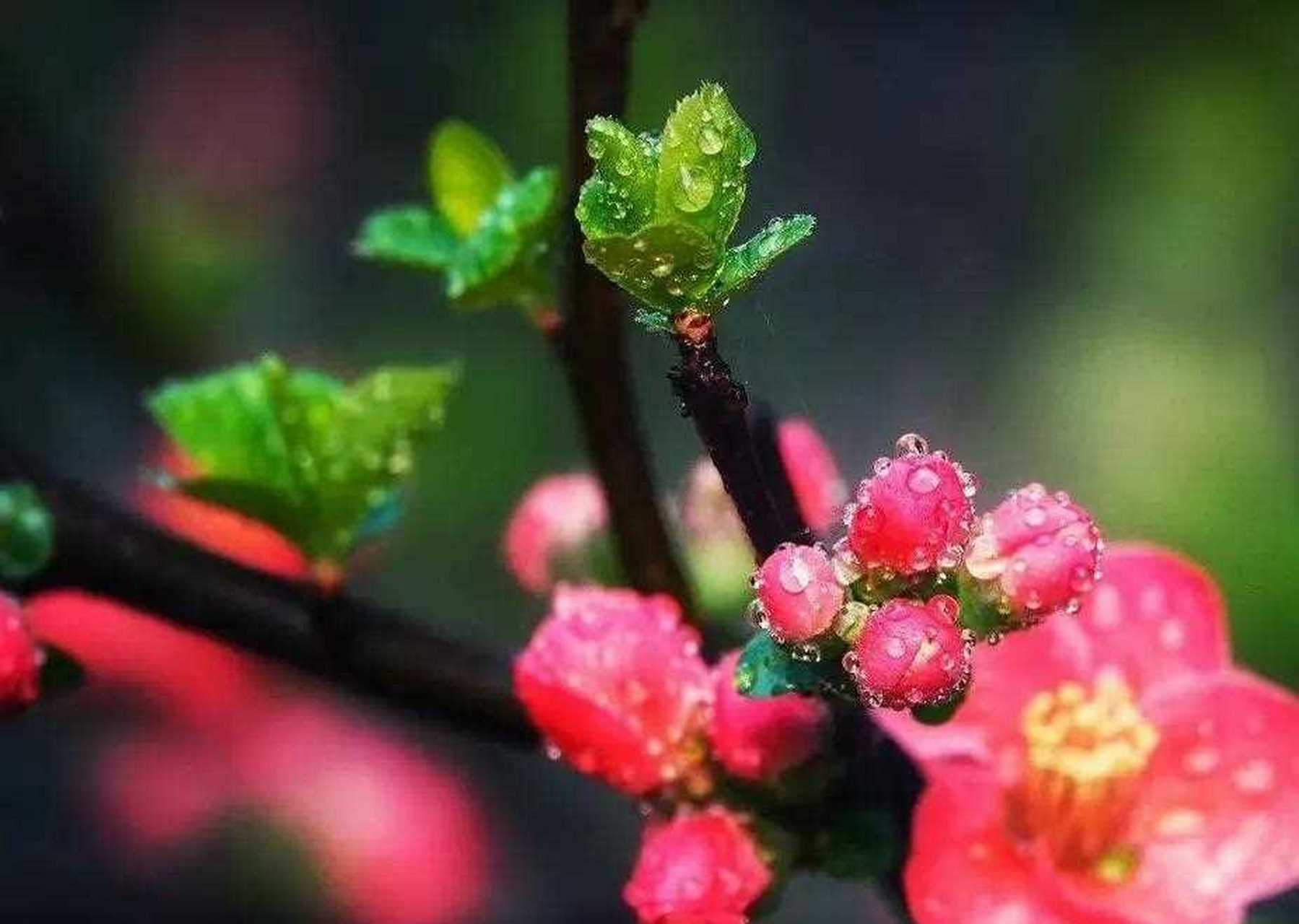 含苞待放欲发嫩,娥眉婉转戴雨浓[尬笑] [笑哭]