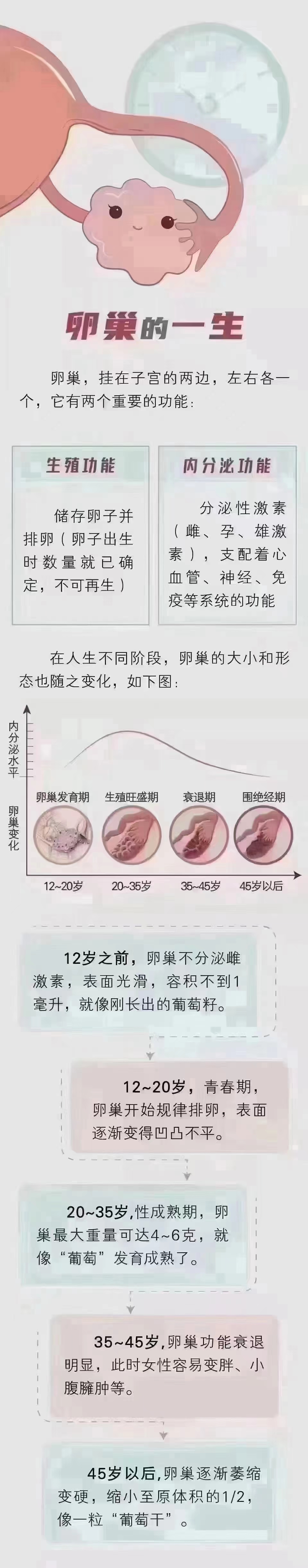 二代试管卵子决定成功率