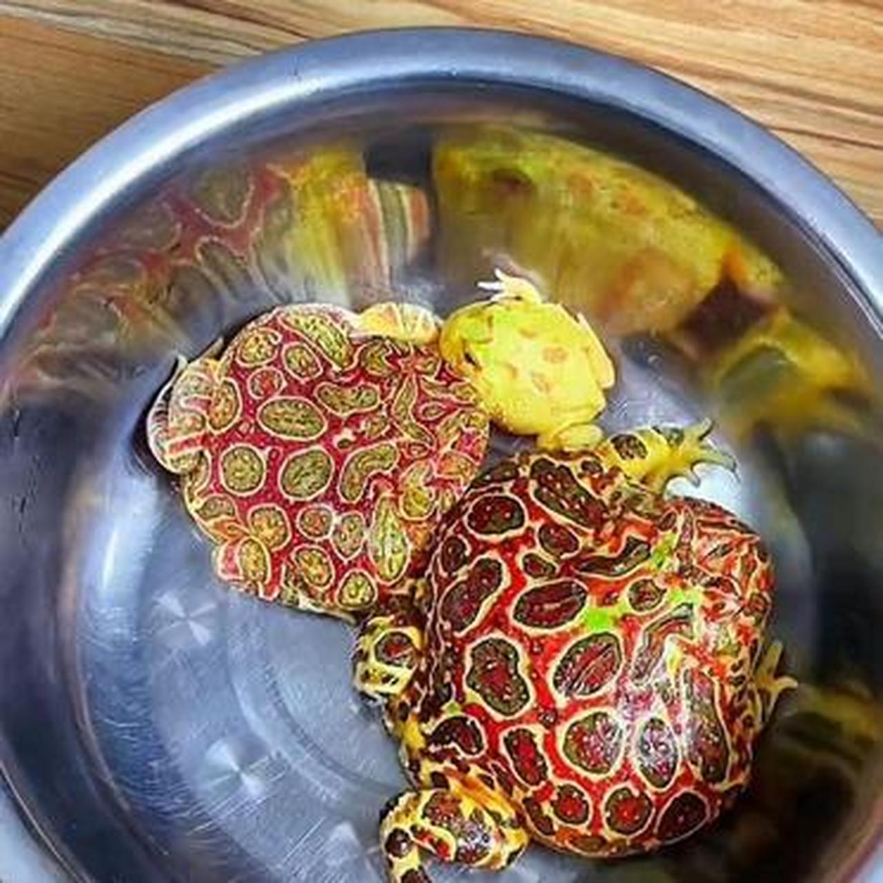 这是什么蛤蟆啊,怎么还五颜六色的啊