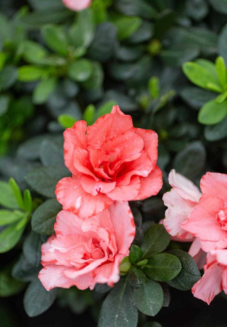 杜鹃小桃红有人种过吗?