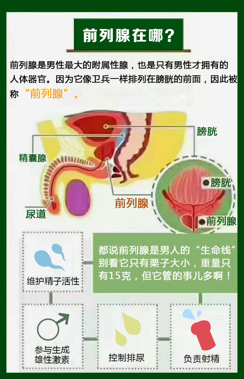 【前列腺保养小知识】 1,促进前列腺血液循环:可以对前列腺部位进行