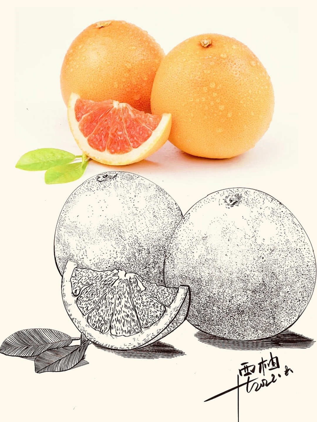 水果写生合集线描速写素材分享