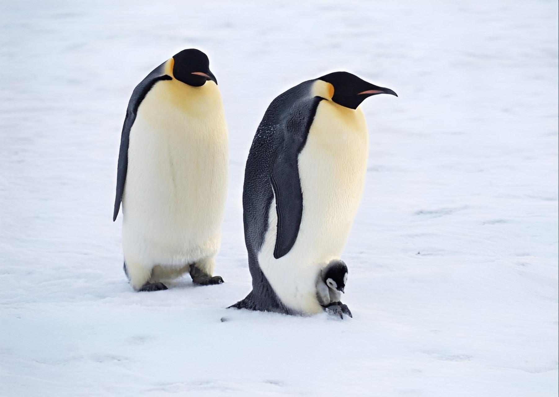 在卵生动物中,卵的孵化是由雌性完成的.