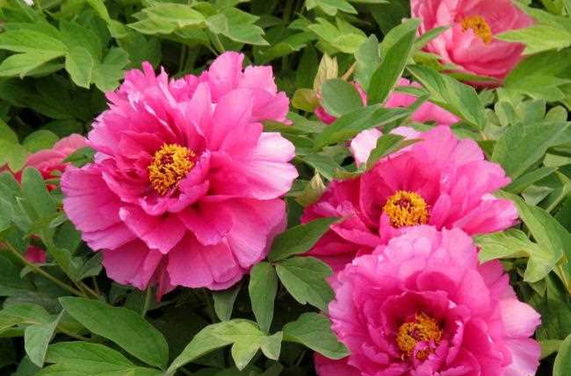 中国国花是什么花?