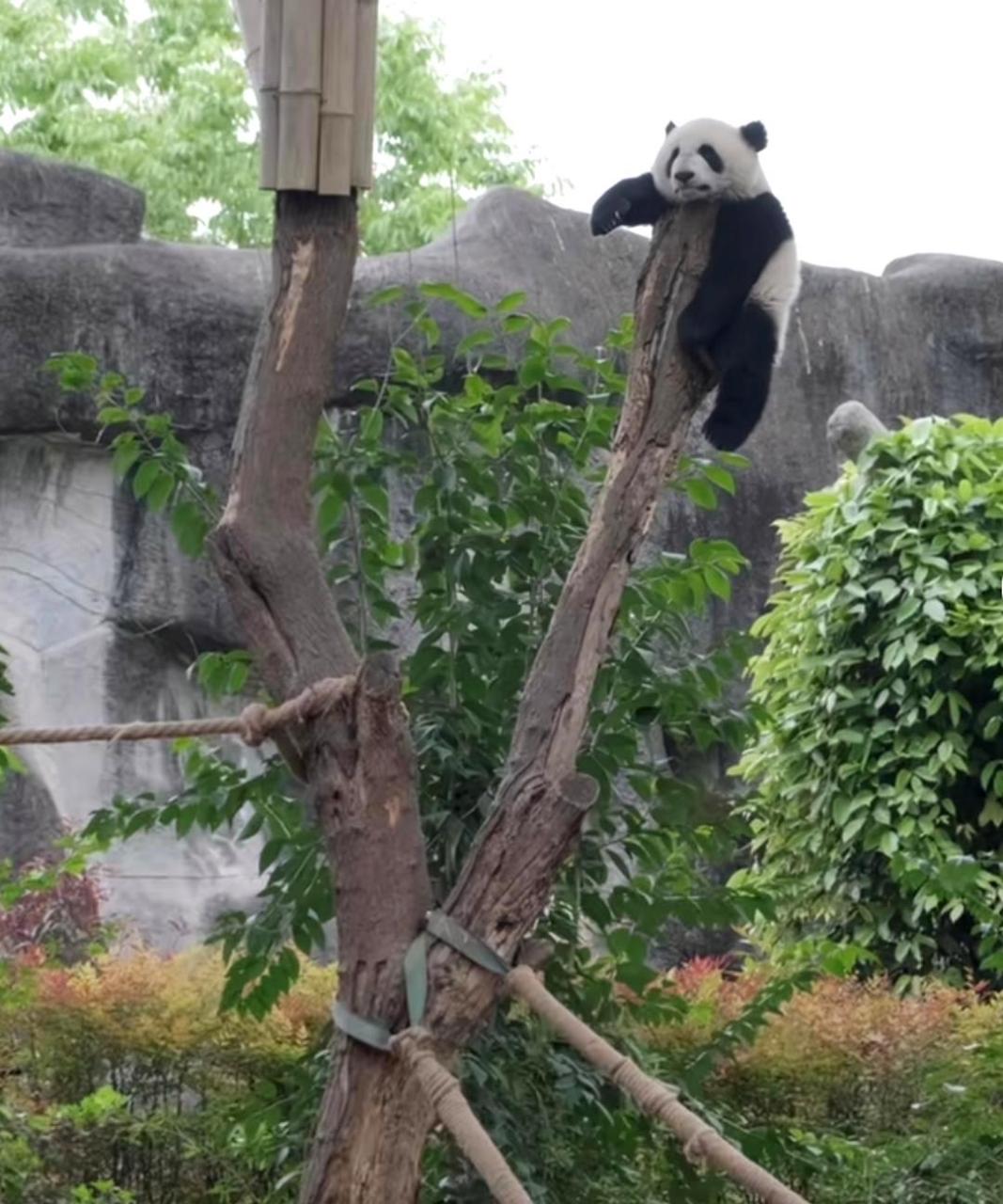 熊猫趴树上图片