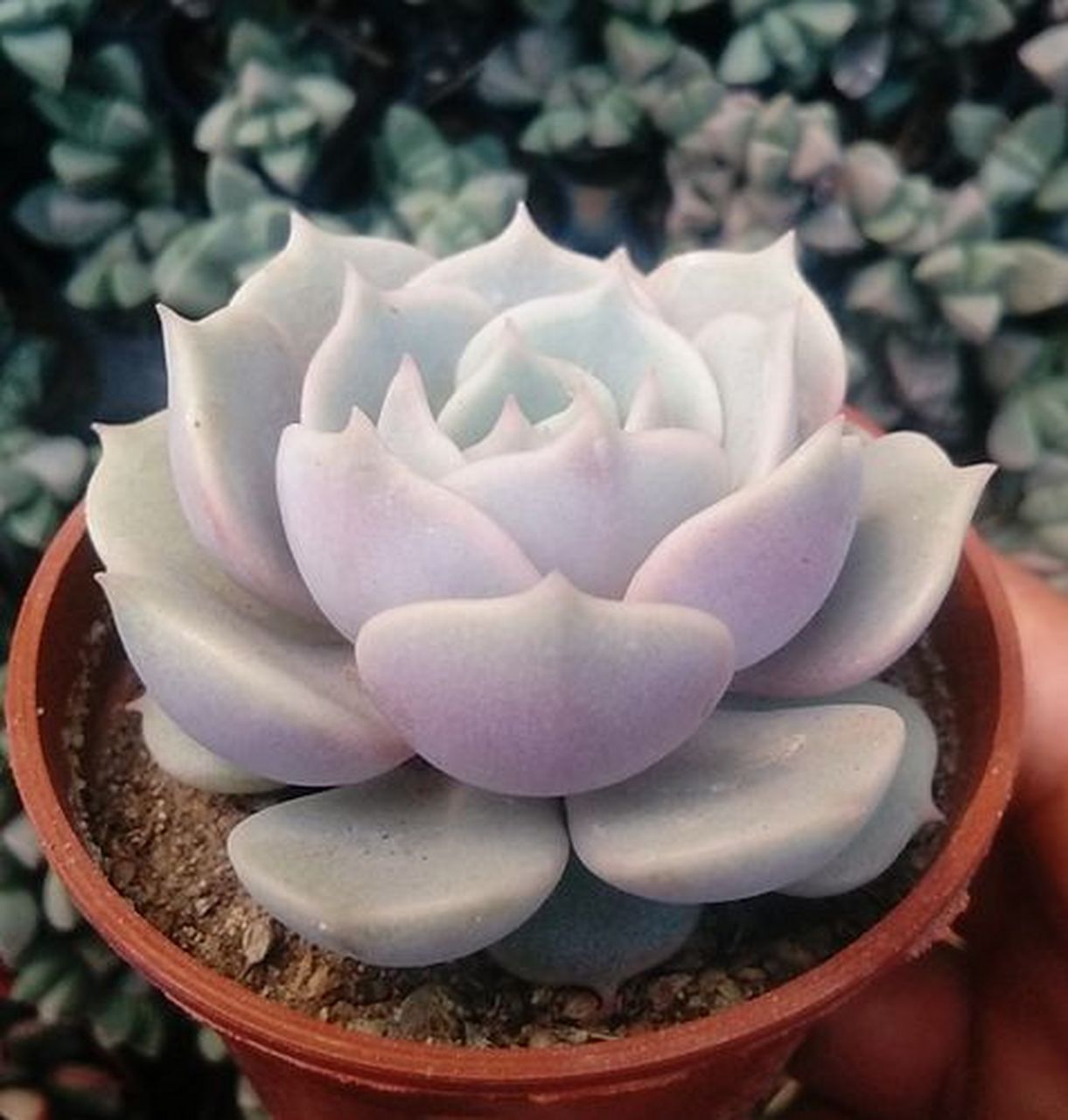 多肉初认识——露娜莲 露娜莲是景天科 拟石莲花属 由丽娜莲和静夜