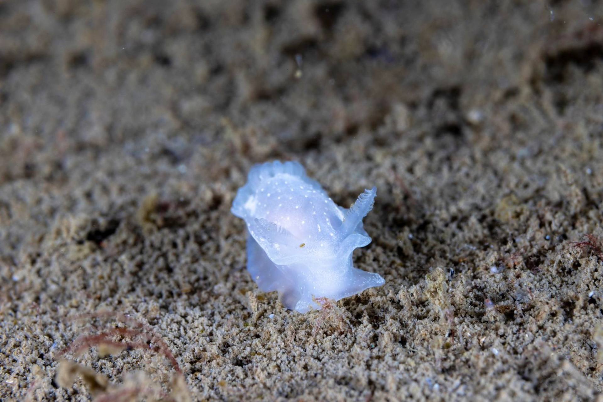 别名:白角海蛞蝓  🤍 goniodorididae科的一种海洋腹足类软体动物
