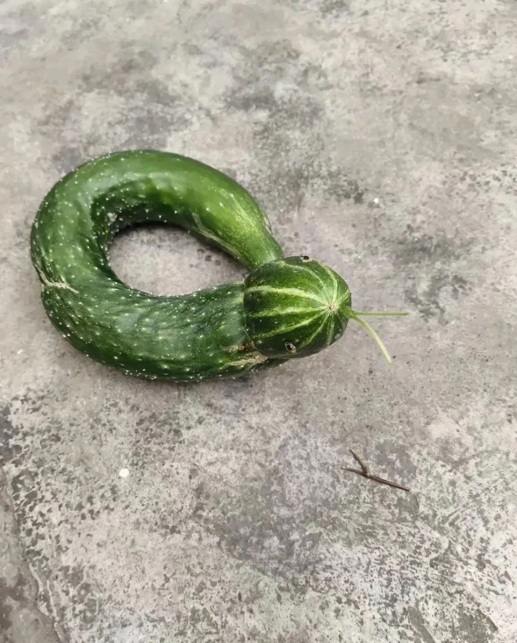 有点小吓人的老黄瓜