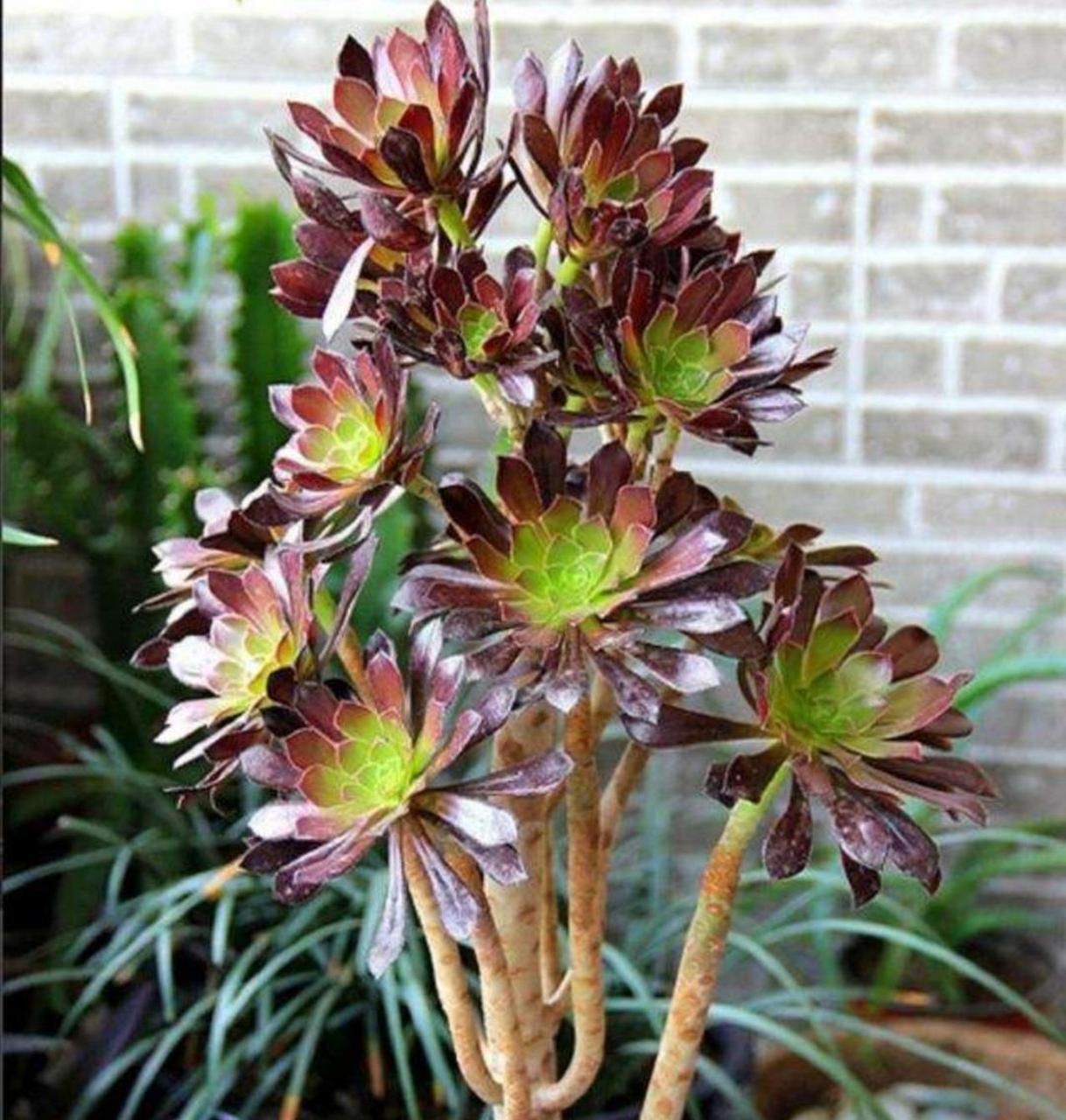 多肉初认识——黑法师 黑法师是景天科 莲花掌属 比较少见的黑色多肉