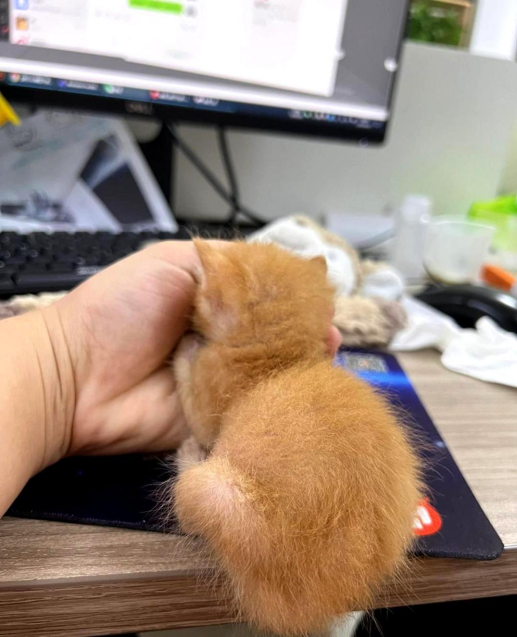 这只小猫竟然全身都是纯黄色的!