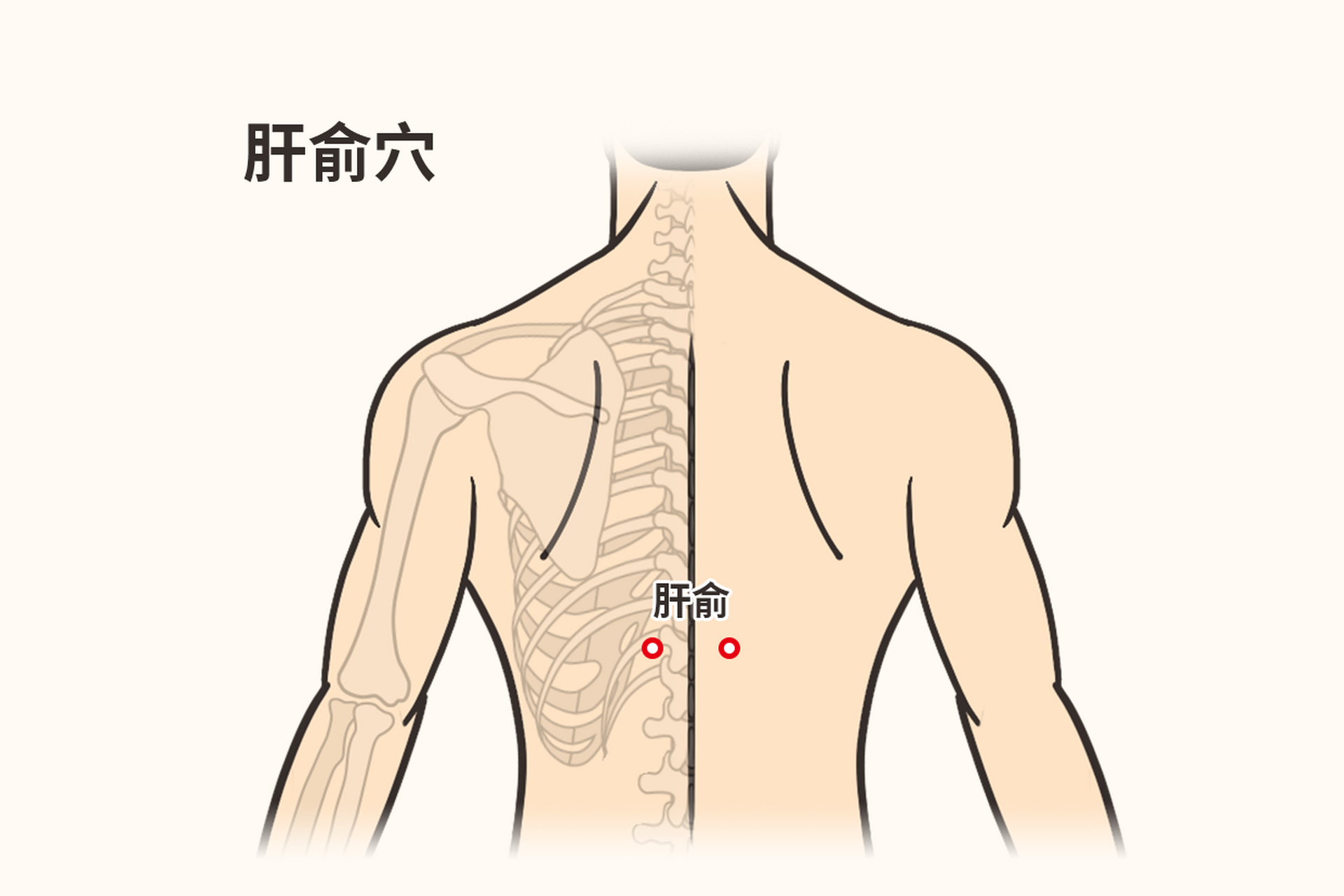 少阴俞的准确位置图片图片