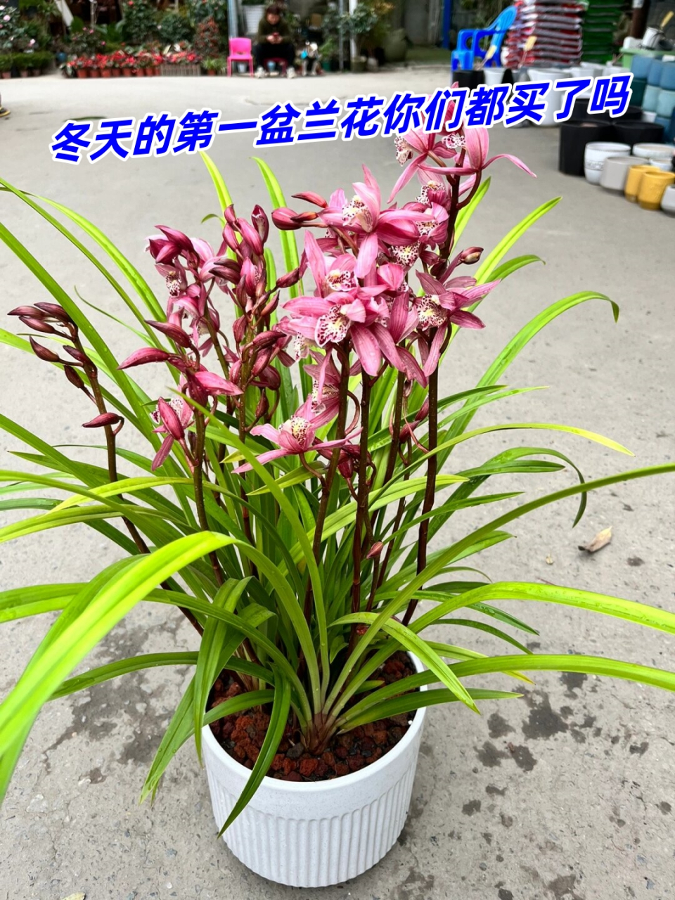 兰花西施介绍图片