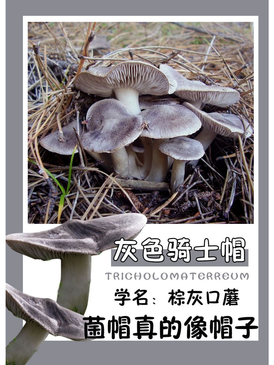 可以吃的帽子,灰棕口蘑会与周围的土壤融为一体,不容易被发现,气味