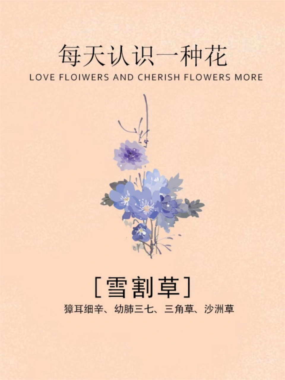 雪割草(学名:hepatica nobilis),又称獐耳细辛,幼肺三七,三角草