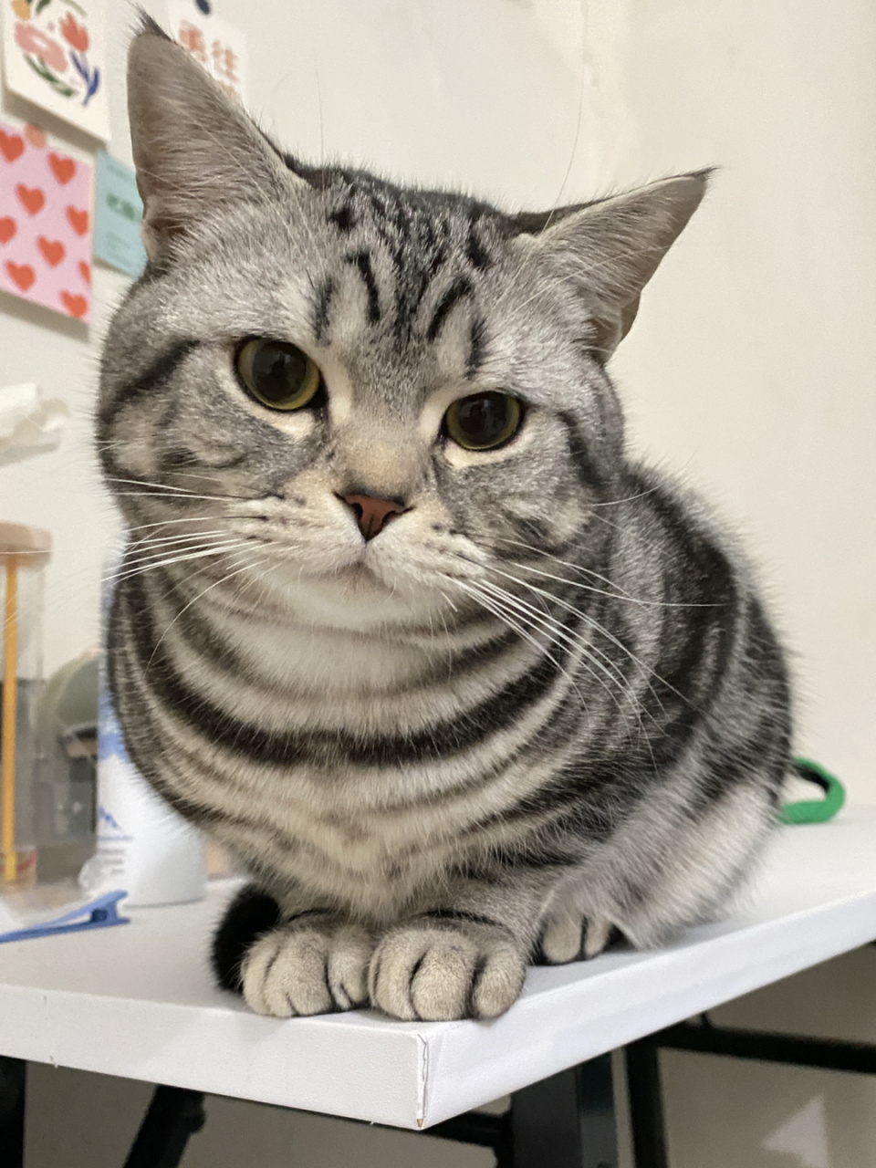 温柔敦厚,沉静内敛的猫中贵族  一看就知道这只美短虎斑非常老实,真是