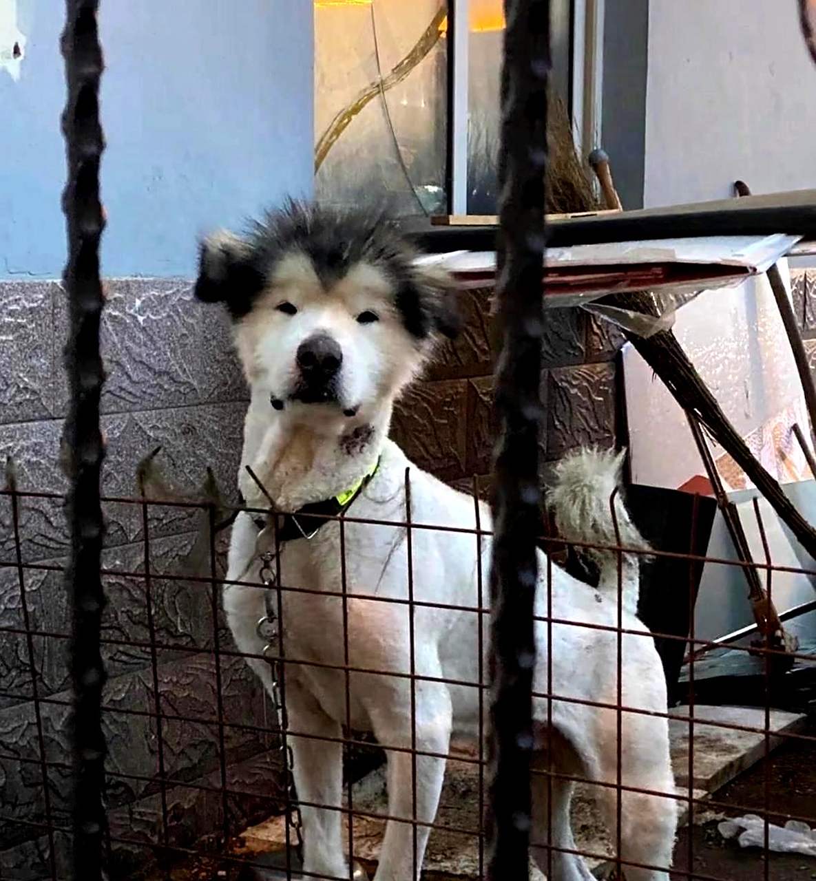 李荣浩是否养了这只狗?