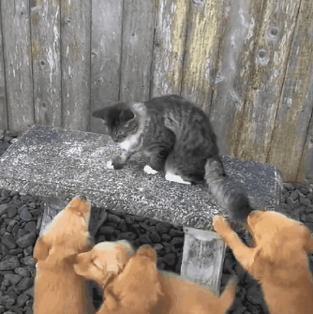 这么多狗欺负一只猫,看我打狗棒的厉害[前面的别走]#猫狗打架