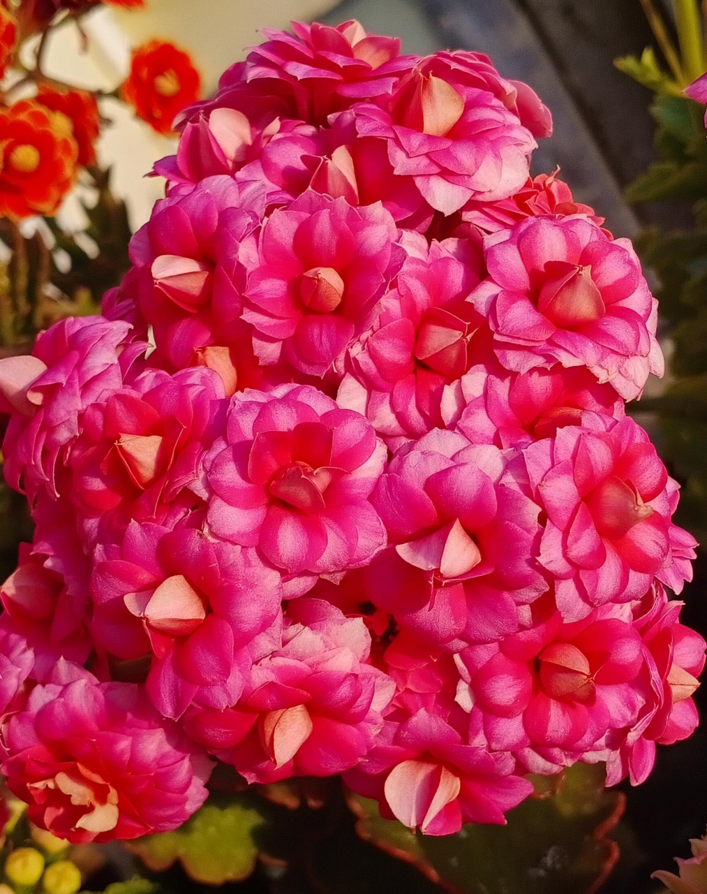 秋天开始,进入长寿花的"主场",这个品种名叫"达科塔",这两年很火的新