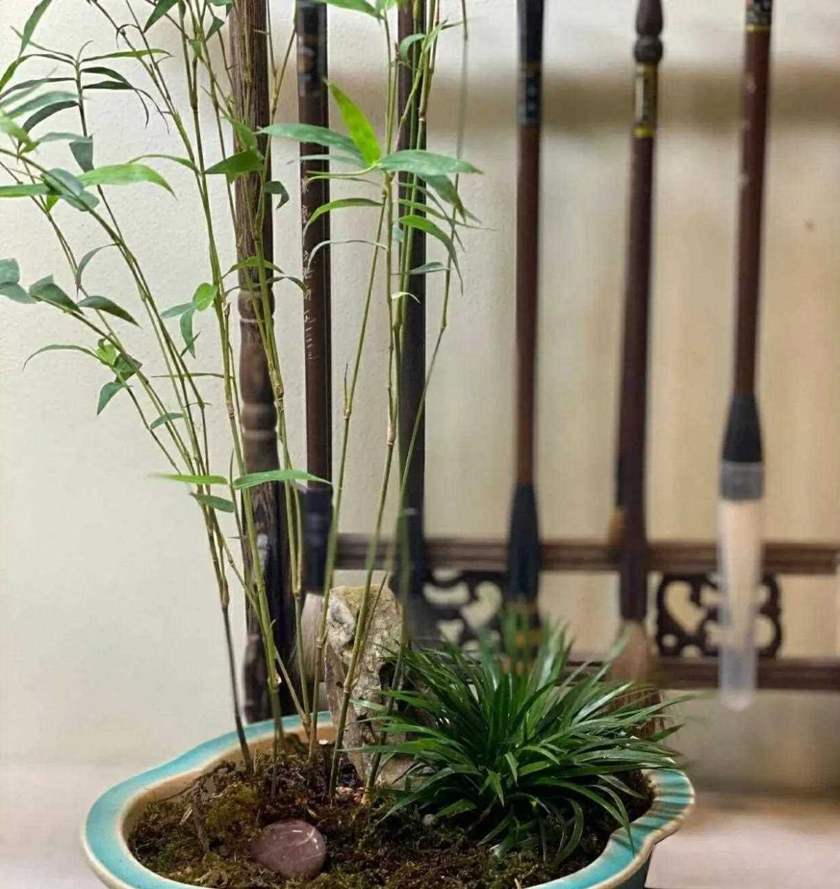 家有竹  人富贵   事业旺  节节高  家庭盆景翠竹欣赏