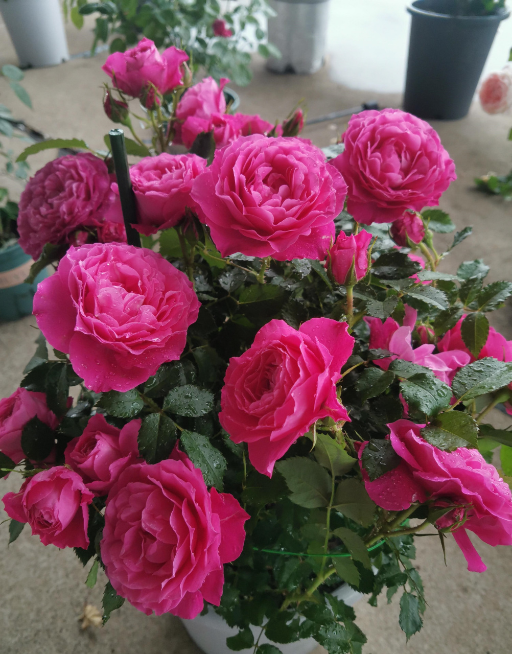 微型月季花"双子座阳台",海神王的芽变品种,植株低矮紧凑,高仅有30-40