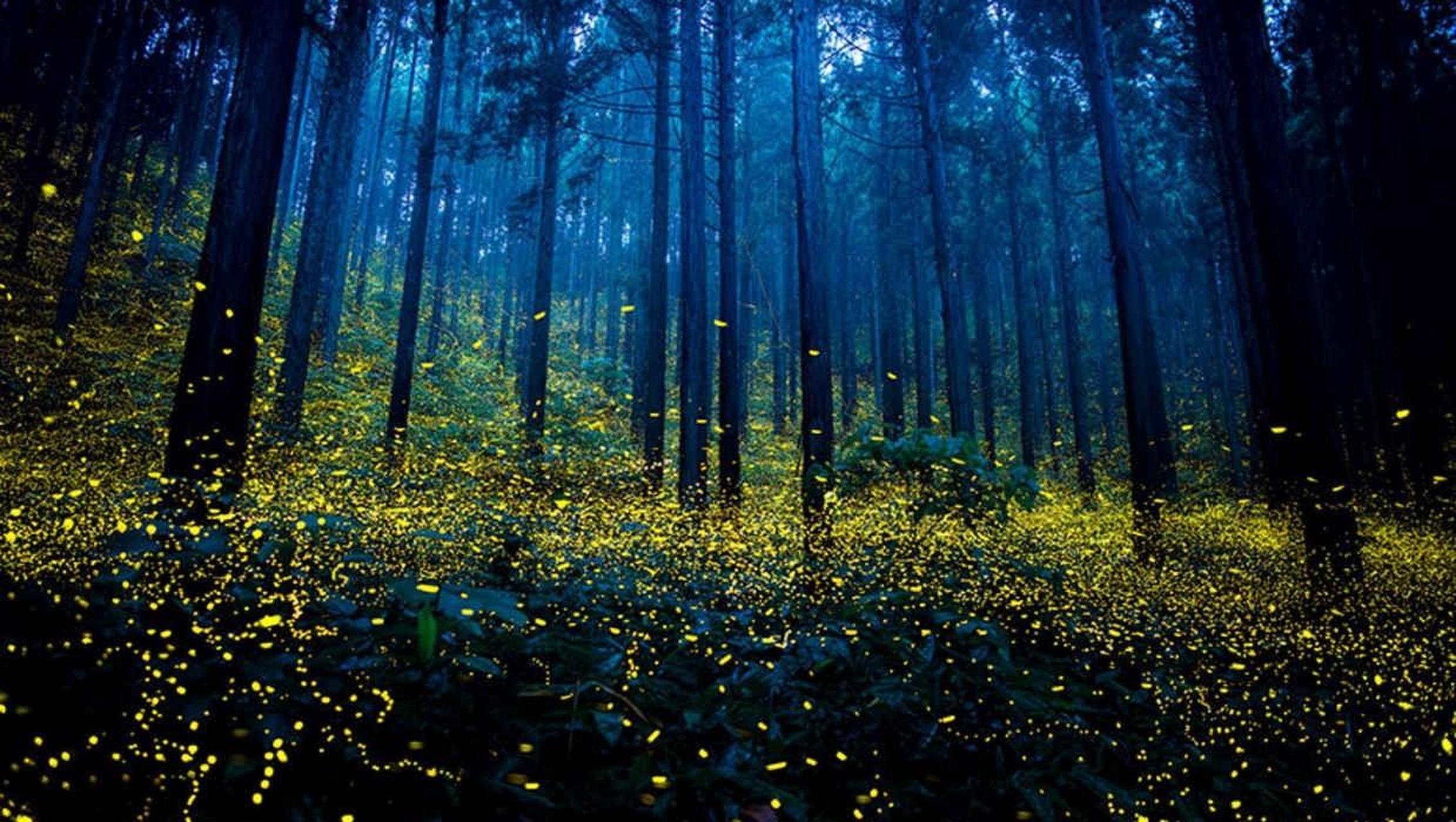 选择合适的时间和地点:萤火虫通常在夜晚出现,最好选择没有灯光干扰的