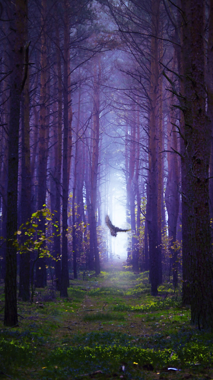 哎关谷,这张上面有两只鸽子,下面有只死掉的羊,什么意思啊