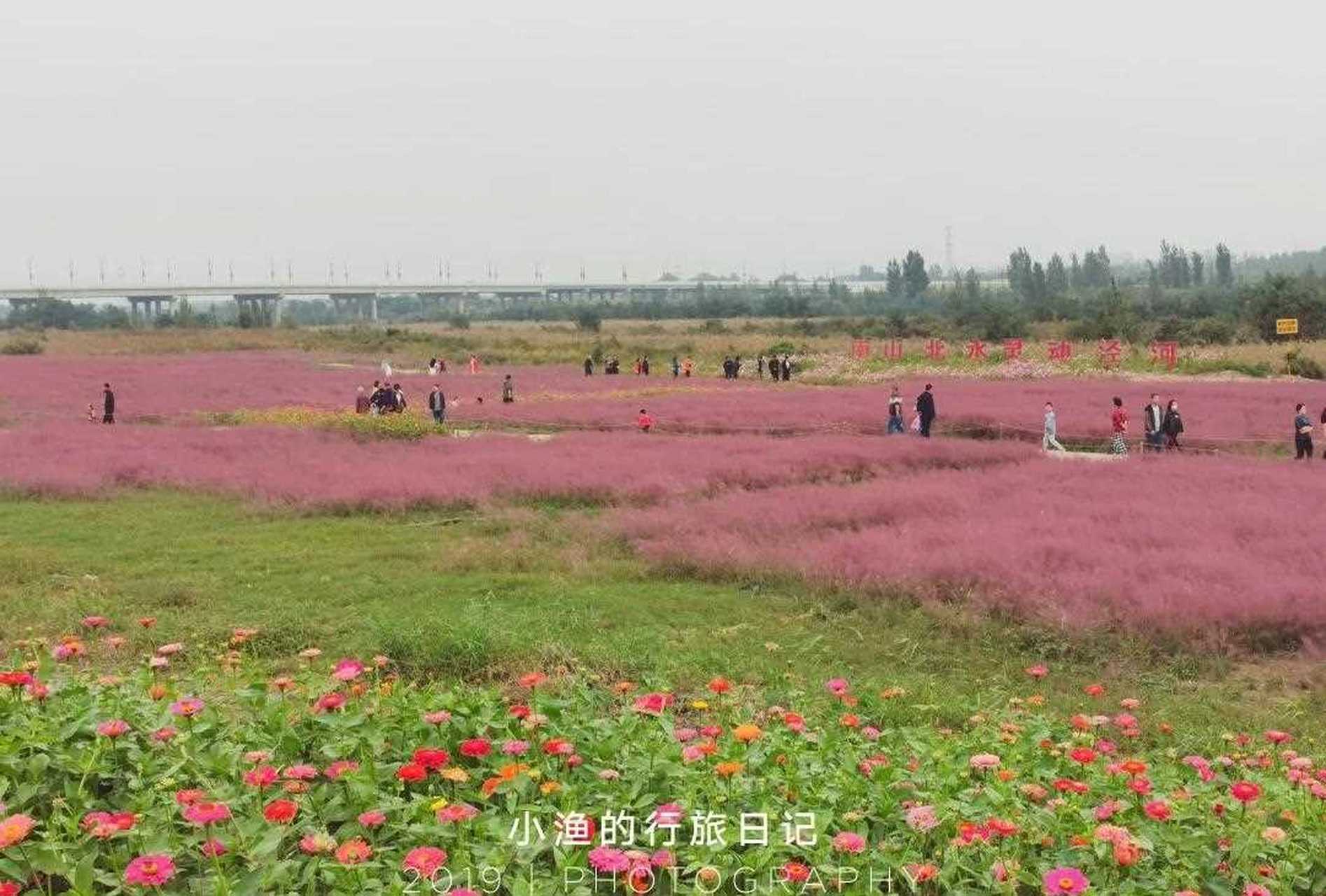 昨天打卡了西安周边一片超美千亩花海——泾河花海,眼下有成片的"网红