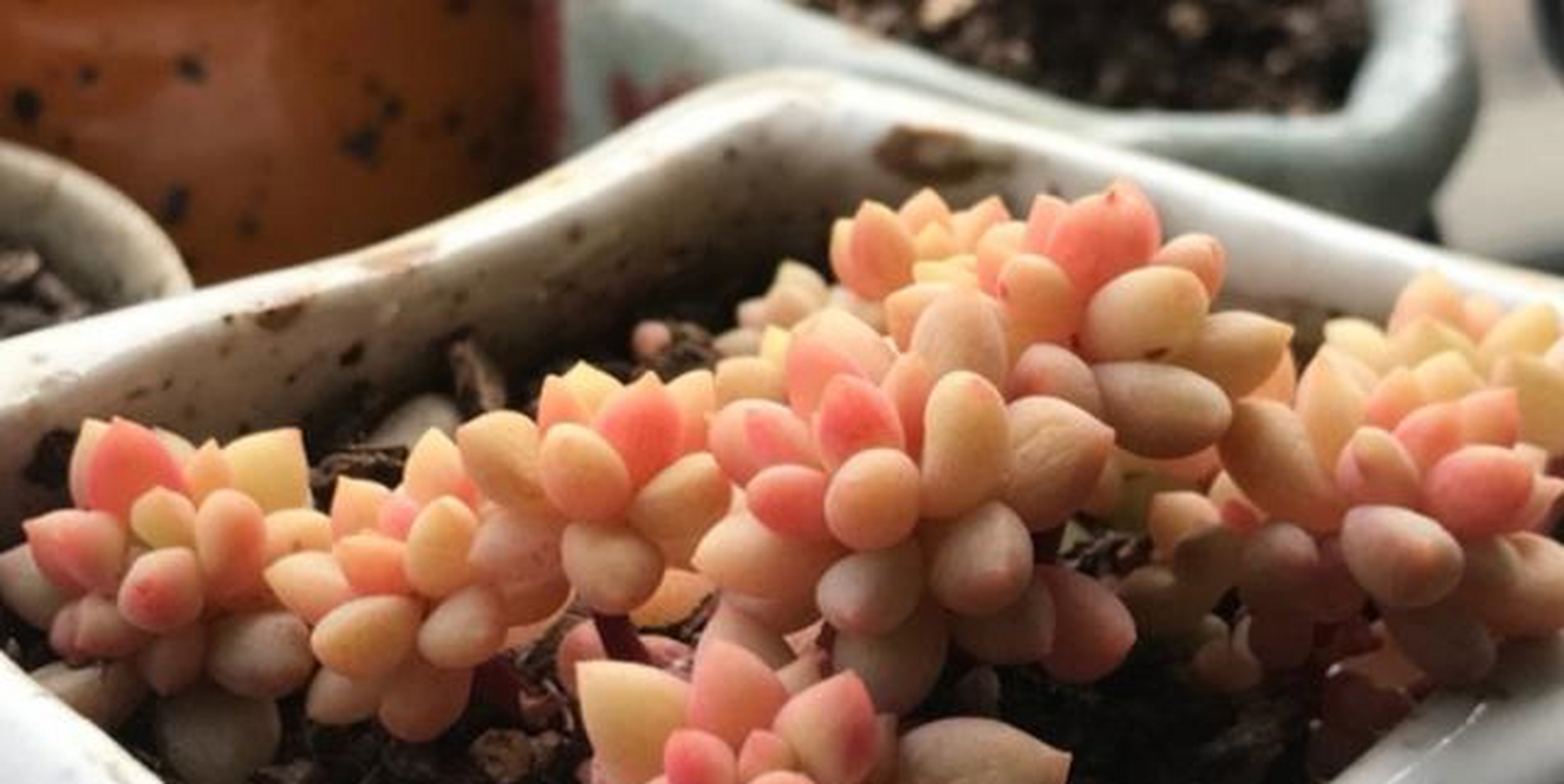 龙骨玉缀具体资料不详,大概是玉缀或新玉缀的杂交后代,为小型多肉品种