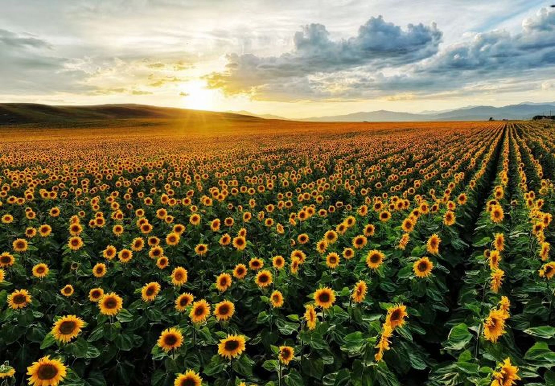 向阳而生,追光而行,让人满心欢喜.