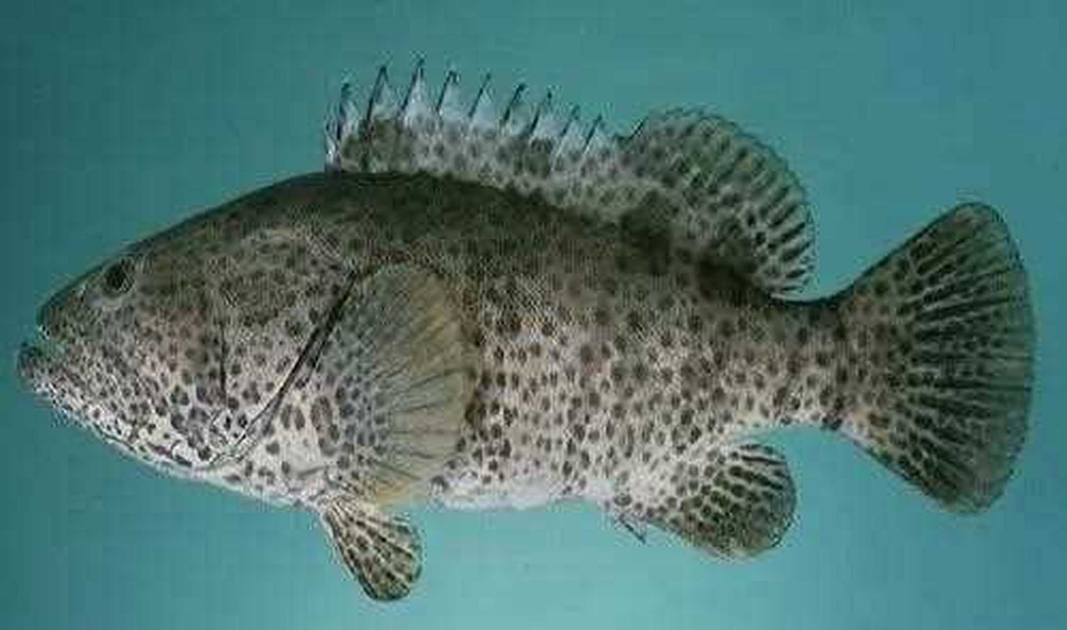 "近年在友人家中吃到的,据说也是东沙的"老鼠斑",肉质是不错,但哪里有