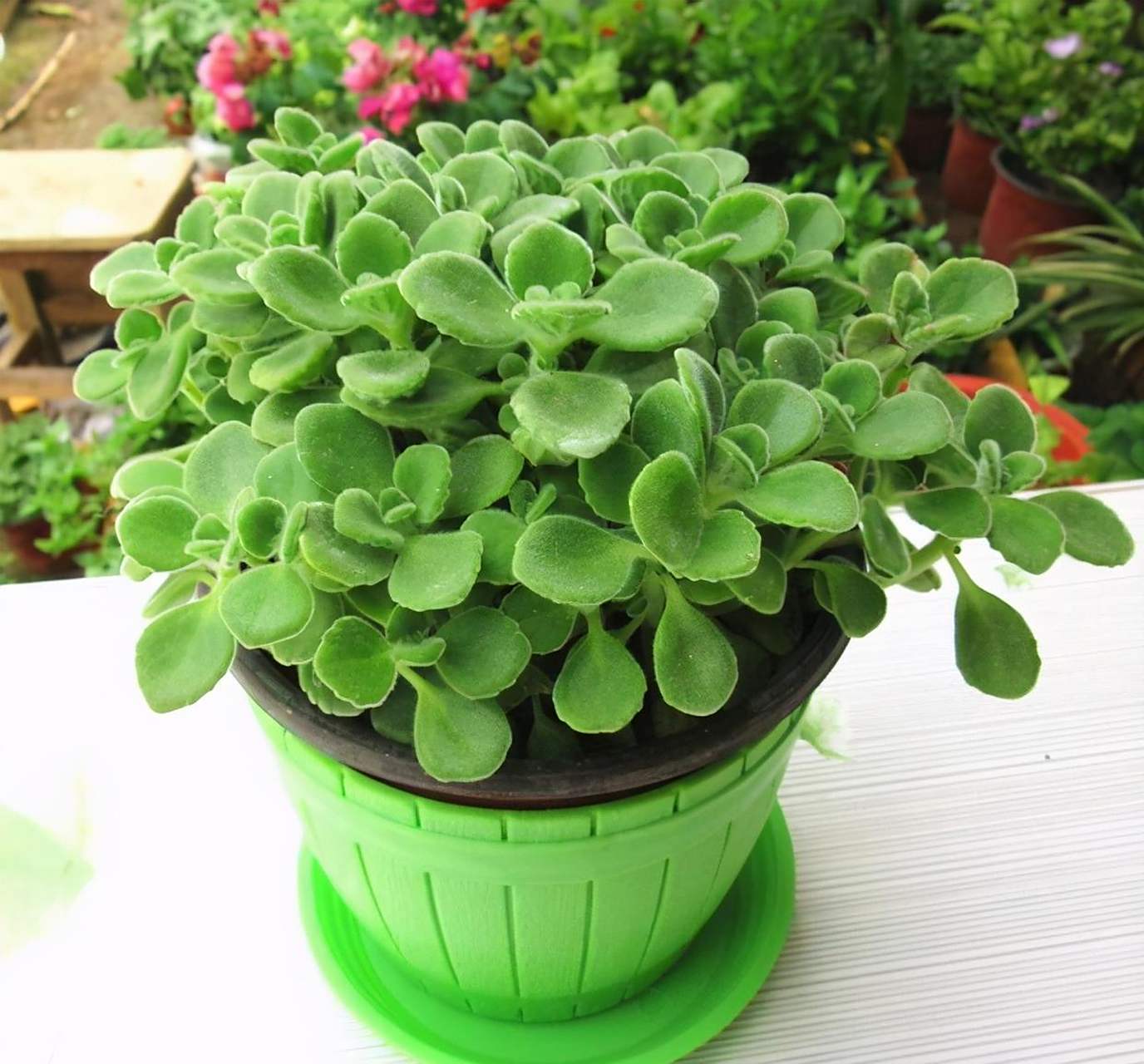 能养人的碰碰香,可凉拌可泡茶,还能驱蚊子 [赞同]碰碰香是一种多浆