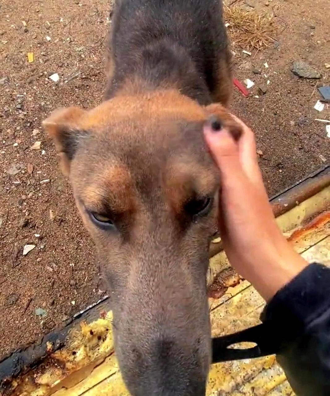 请问这只狗是什么品种?为什么它的嘴巴那么长?