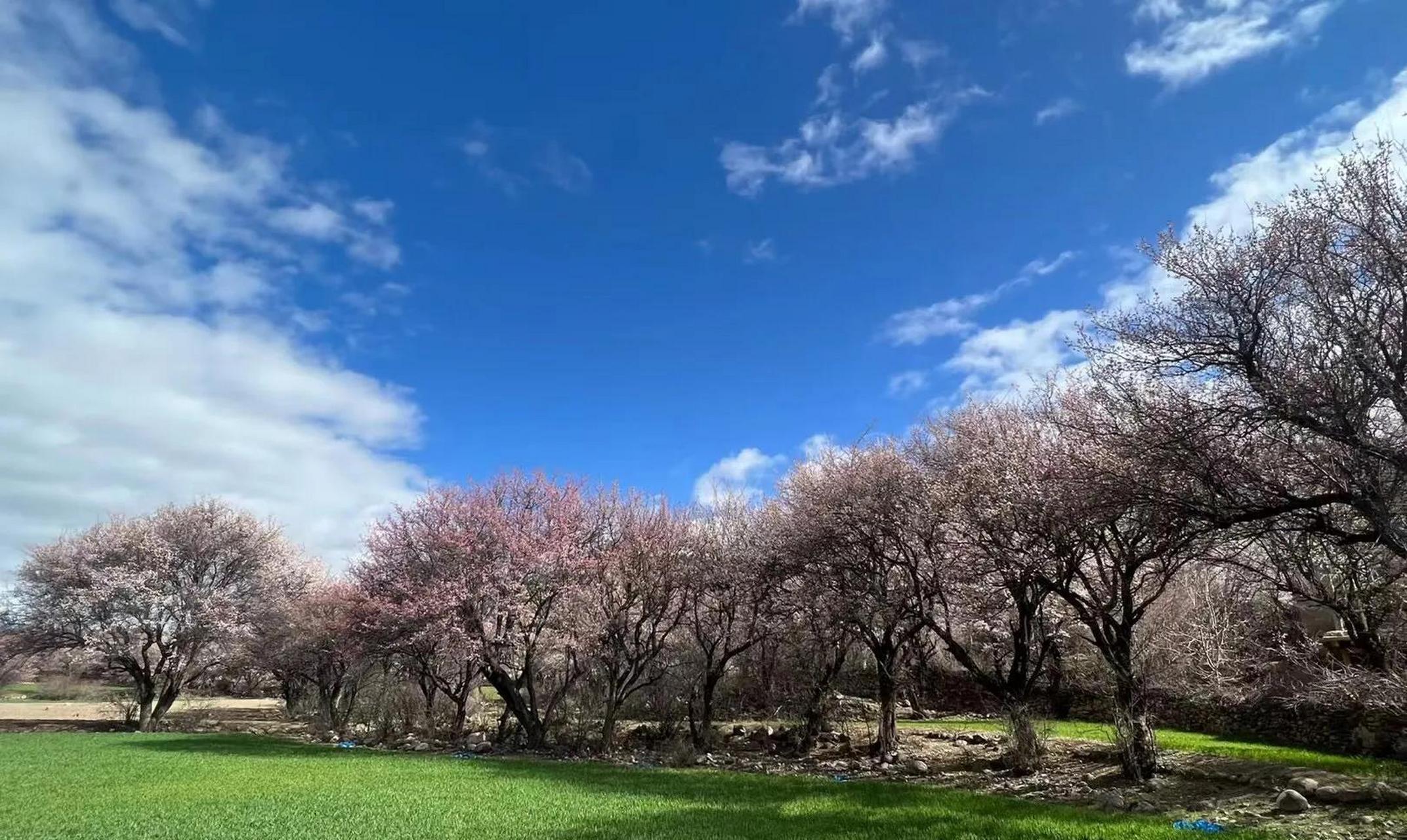 美丽中华行拍摄1717花絮# 西藏昌都洛隆县俄西乡的万亩杏花林