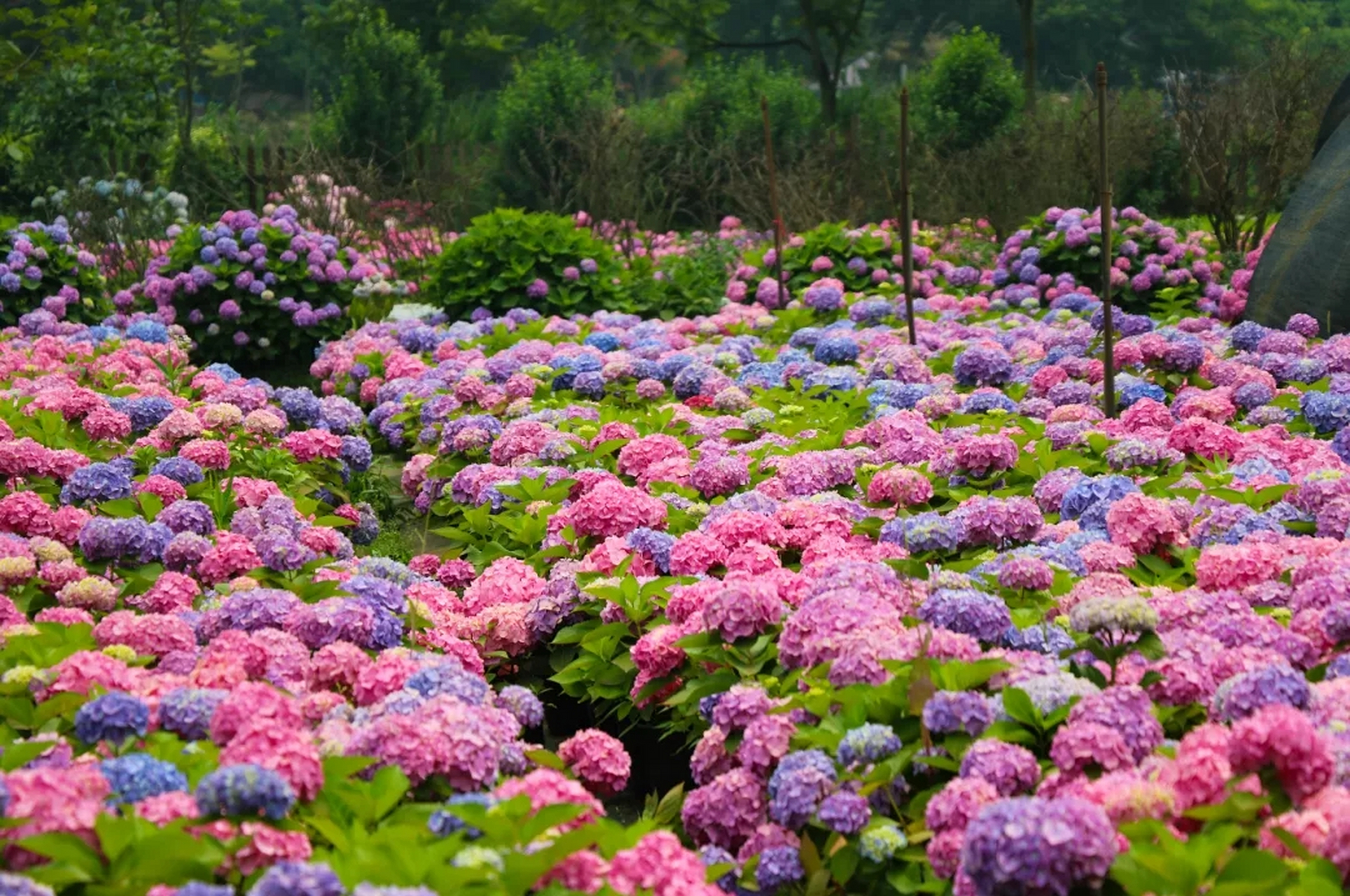 成都香草湖湿地公园图片