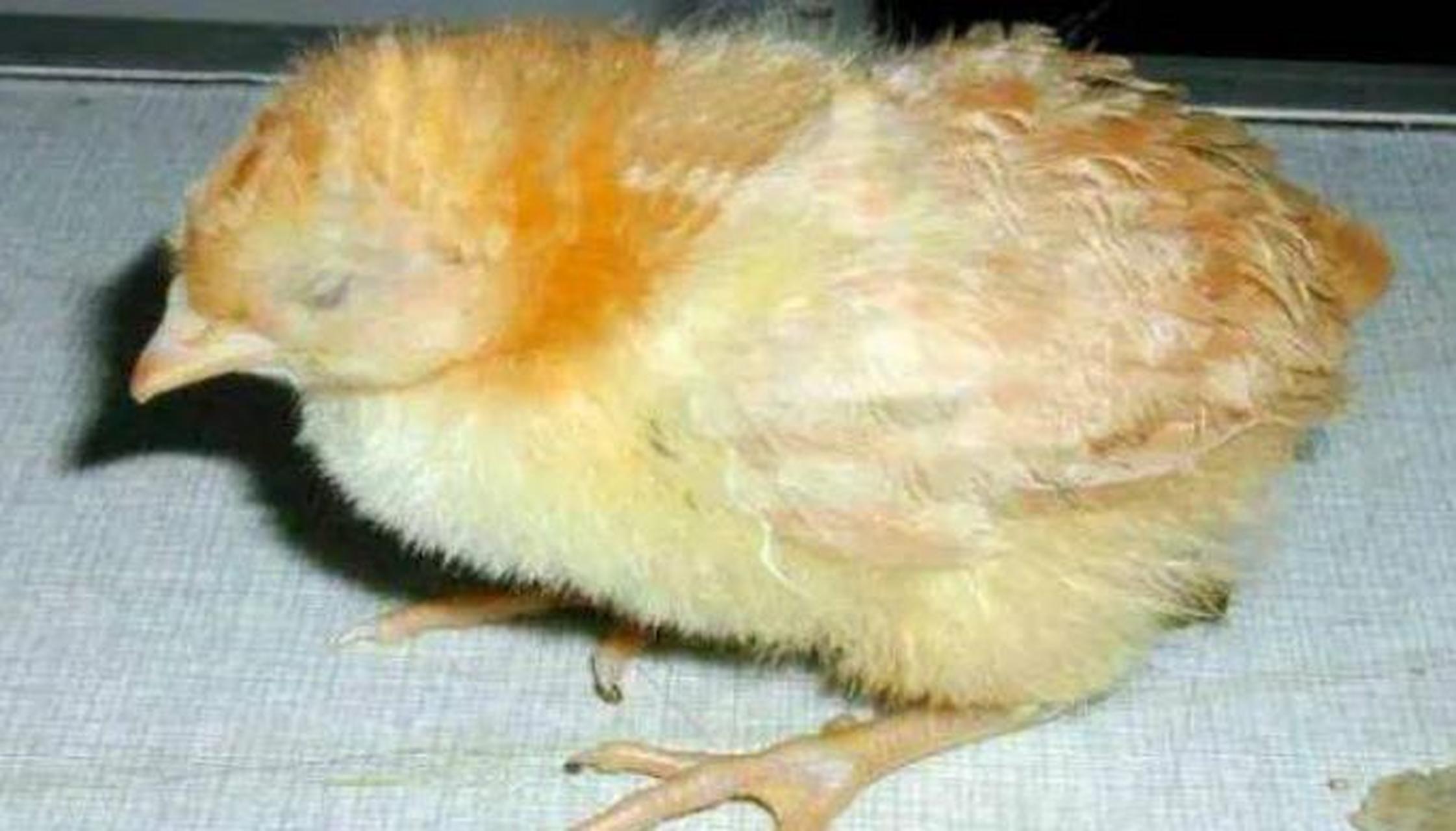 鸡沙门氏菌是一种致病菌,它会导致鸡出现腹泻,呼吸急促,瘦弱,体温