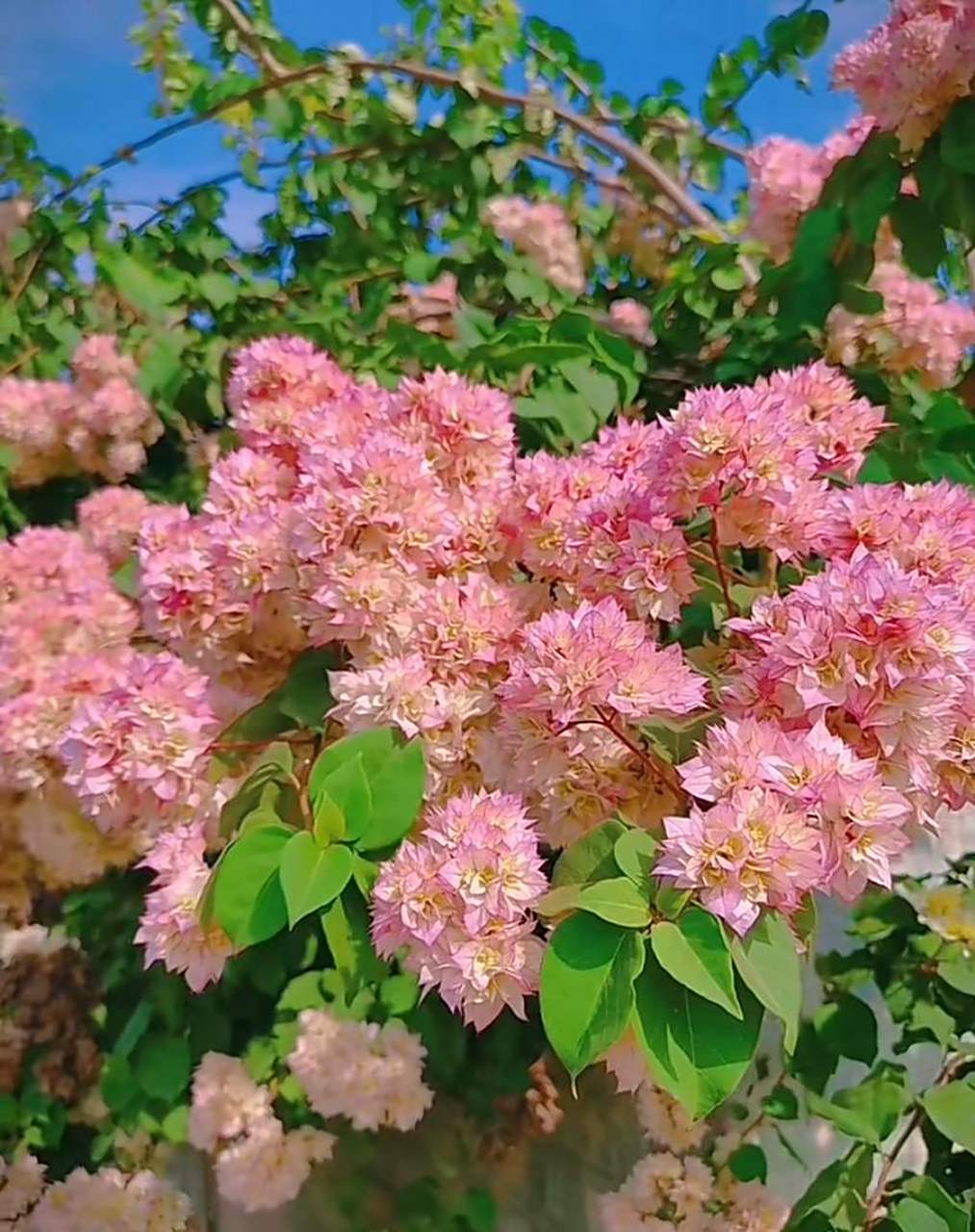 有种重瓣三角梅,名叫"怡锦",也叫西施怡锦,花朵很漂亮,花瓣数量多,层