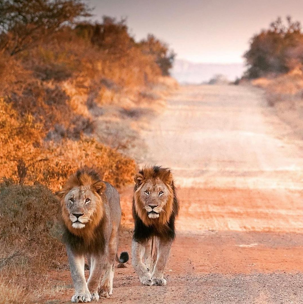 秋日生活创作季# 夕阳的金色余晖洒在地面上,两头雄狮肩并肩地行走